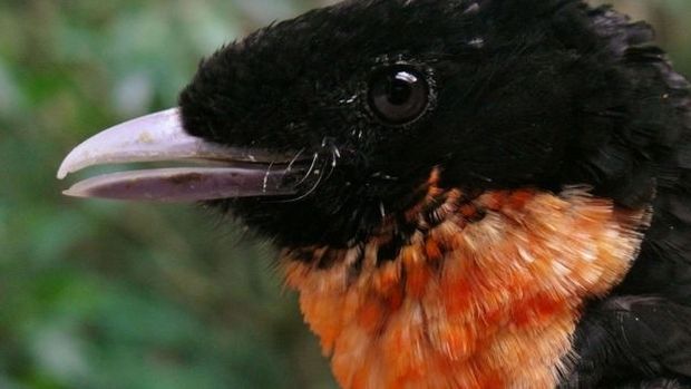 Aves como o pav foram vistas nos parques da Aclimao, Buenos Aires, Ibirapuera e Villa-Lobos