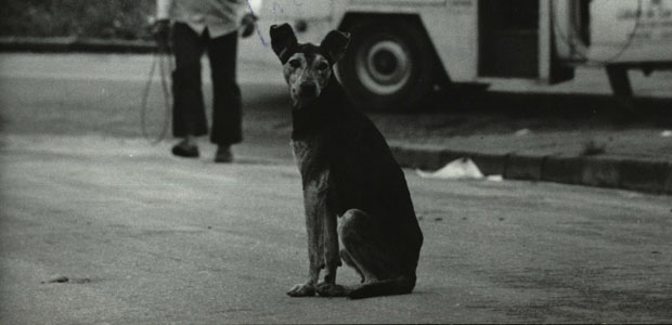 Os homens da carrocinha capturam o animal na rua e o levam ao Centro de Controle de Zoonose. (Foto: Roberto Faustino - mai.1987/Folhapress)