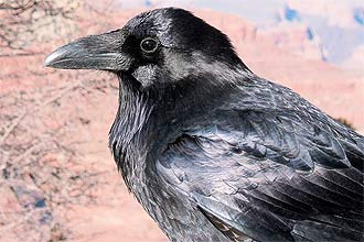 No estudo, corvo reagiu com alerta a máscaras humanas associadas com algum comportamento ruim contra as ave