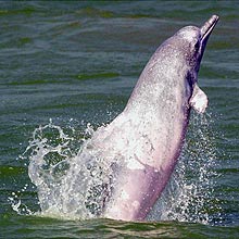 Especialistas afirmam que golfinhos são amigáveis por natureza