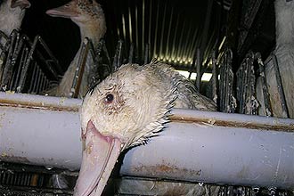 Segundo entidade de proteção dos animais The Farm Sanctuary, produtores de foie gras tratam patos e gansos com crueldade