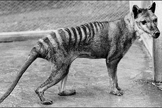Cientistas da Universidade de Melbourne, na Austrália, reativaram fragmento de DNA do tigre-da-tasmânia, extinto há mais de 70 anos