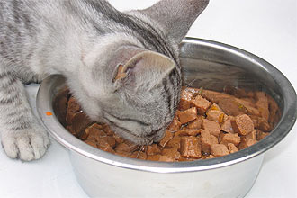 Escolha da ração ideal para gato ou cão deve levar em conta necessidades nutricionais de cada animal de estimação
