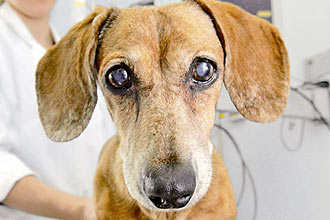 Joy, 13, dachshund diagnosticada com insuficiência cardíaca e renal, faz seu tratamento utilizando medicação humana