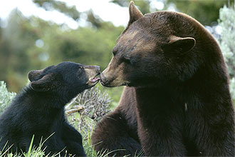 Urso preto (Ursus americanus)  uma das espcies mais comuns da Amrica do Norte; macho pode chegar a pesar 300 quilos