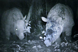 Câmera de vídeo flagrou rinoceronte raro e foi atacada por fêmea na ilha de Java, na Indonésia; clique aqui para assistir ao vídeo