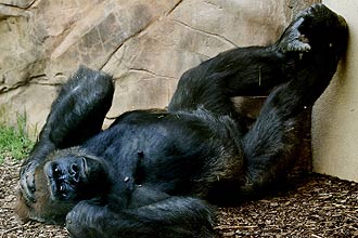 Gorila é o maior dos primatas; animal vive em grupos que têm um chefe, responsável por se acasalar com as fêmeas e gerar filhotes