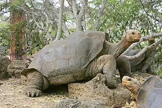 Tartarugas gigantes não foram afetadas pelas lavas do vulcão Cerro Azul, segundo comunicado do Parque Nacional Galápagos