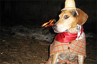 Jatobá gosta de ver a fogueira; cão vai participar do Arraiá no casarão da Paulista, festa que acontece neste fim de semana