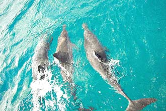 Golfinhos rotadores, em Fernando de Noronha, Pernambuco; costa brasileira é declarada santuário pelo Governo Federal