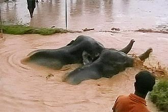 Elefantes foram retirados de um poço cheio de água barrenta na vila de Satuli, localizada na Índia; clique aqui para assistir ao vídeo