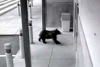 Urso invadiu loja de eletrônicos em Colorado Springs, nos Estados Unidos; clique na imagem para assistir ao vídeo da reportagem