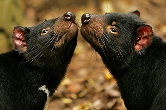 Diabo-da-tasmânia tem sofrido redução drástica da população devido a tumor facial; animais estão se reproduzindo mais cedo