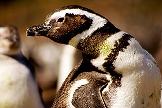 Pingüins-de-magalhães (_Spheniscus magellanicus_) invadem o litoral brasileiro nesta época vindos do extremo sul do continente