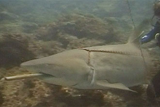 Tubarão teve arpão retirado do estômago em procedimento cirúrgico que durou 45 minutos; clique na imagem para assistir à reportagem