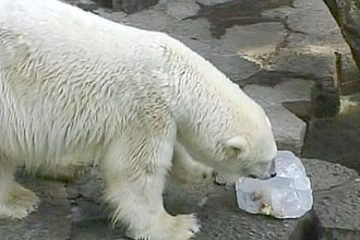 Ursos polares ganharam "picolés de frutas gigantes" para combater calor do verão japonês; clique na imagem para assistir ao vídeo