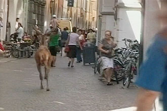 Veado furioso correu pelas ruas e feriu duas pessoas na cidade de Bolzano, no norte da Itália; clique na imagem para assistir ao vídeo