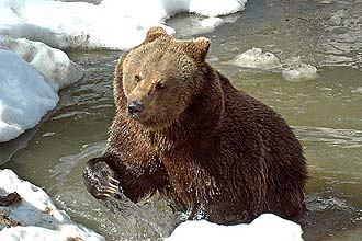 Urso-pardo-de-Kamtchatka (_Ursus arctos beringianus_)  um dos maiores predadores do mundo; macho pode chegar a trs metros
