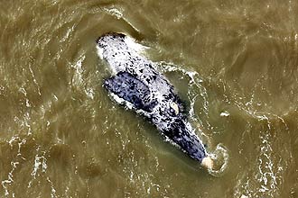 Trs adultos e um filhote de baleia franca albina foram registrados pela equipe do projeto, que promover aes educativas