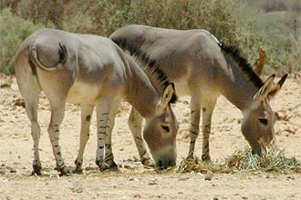 Jegue, cujo nome científico é _Equus asinus_, também é conhecido como jumento ou asno, dependendo da região do Brasil