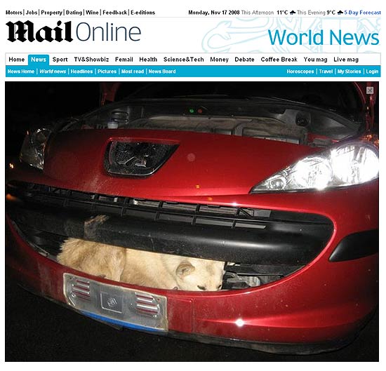 Cão de aproximadamente um ano de idade ficou preso dentro do pára-choque do carro após impacto a 110 km/h