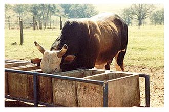 Touro Bandido morreu em Barretos, vítima de câncer de pele e com cerca de 600 kg, bem longe dos 1.100 kg que já chegou a ostentar