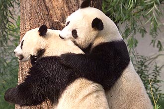 Imagens de casais de panda copulando no deixaram os bichos "animados" na Tailndia; foi a chegada do frio que os aproximou