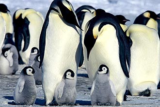 Segundo cientistas, há 40% de chance de que a população de pinguins-imperadores (foto) sofra diminuição de 95% ou mais