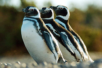 Pinguins-de-magalhães habitam o sul do continente americano, vivem até 20 anos e chegam a ter 60 centímetros de altura