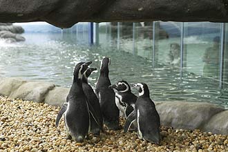 Turma recém-chegada faz o "reconhecimento de terreno" no novo pinguinário do Sabina Parque do Conhecimento, em Santo André