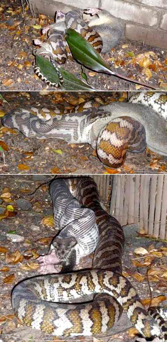 Cobra foi flagrada estrangulando e engolindo marsupial em cidade australiana