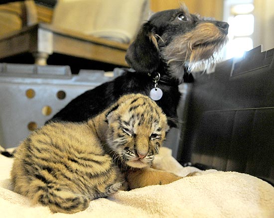Bessie resolveu bancar a babá para o filhote de tigre de uma semana de vida no zoológico alemão