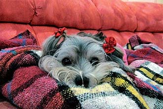 Depois da tosa, a cadela Nina, da raça lhasa apso, precisou ficar bem agasalhada, apesar de não gostar de usar roupas