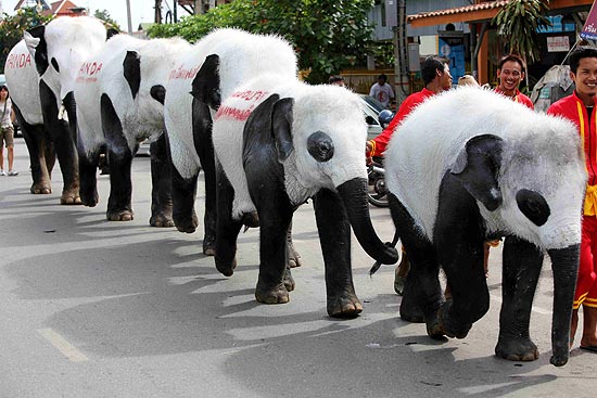Cinco elefantes foram pintados de pandas em um pedido de atenção para a espécie símbolo do país