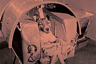 Cadela Laika, uma vira-lata de seis quilos, pronta para entrar em rbita em 1957, numa jogada dos russos para impressionar o mundo