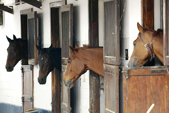Cavalos na hpica do Rio, sede do torneio que leva o nome da bilionria Athina Onassis, mulher de Doda Miranda