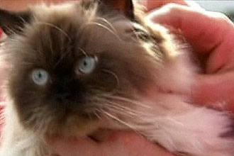 Gato desaparecido na ilha australiana da Tasmnia  encontrado a 3,8 mil km de casa; veterinria o recuperou com a ajuda de um chip