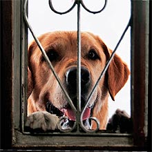 O labrador Eros em seu novo lar, na Penha, onde mora em companhia de uma fêmea