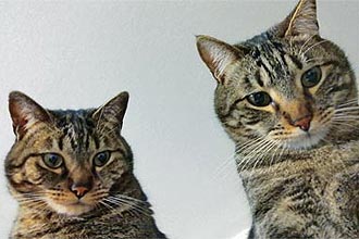 Os gatos Kirk e Spock ajudaram seus donos, Libnia e Rubens Baptista Jnior, a interpretar seus vrios tipos de miados