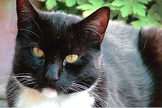 Pepo, o gato que inspirou a pesquisadora Karen McComb, da Universidade de Sussex, a estudar a comunicao entre os animais
