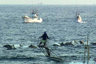 Premiado em festivais internacionais, documentário "The Cove" expõe a caça indiscriminada a golfinhos no litoral do Japão