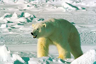 Reserva para proteção dos ursos polares no Alasca terá o tamanho da França e incluirá uma barreira de ilhas ao longo da costa