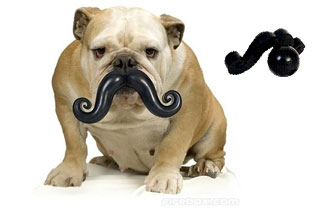Bola comercializada pela empresa Moody Pets possui um bigode de plástico acoplado que deixa o cachorro com visual divertido