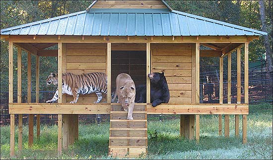 Urso, leão e tigre vivem juntos no centro norte-americano