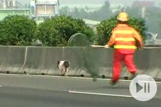 Cinco policiais do trnsito e funcionrios de uma construtora que atua na estrada perseguiram o animal; assista ao vdeo da BBC