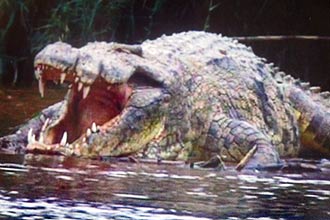 Crocodilo Gustave, com uma tonelada e cerca de seis metros de comprimento, já teria devorado aproximadamente 200 pessoas