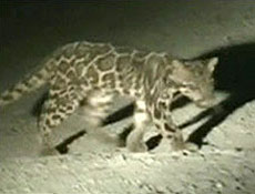 Leopardo de Sundaland foi qualificado como nova espcie de felino de grande porte