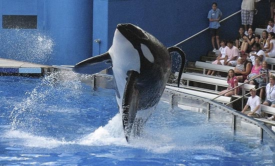 A orca Tillikum faz performance no parque SeaWorld, em Orlando; animal matou treinadora 