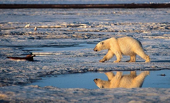 Na foto de 2003, urso polar caminha na Reserva Natural Ártica; comércio de peles, dentes e garras continua legal