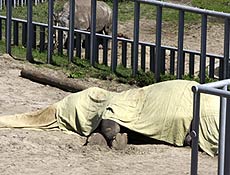 O nico elefante no zoo de Kiev, Boy, morreu nesta segunda, envenenado
